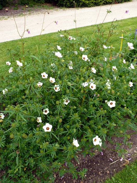 Hibiscus trionum (2)